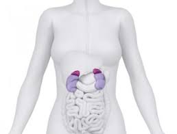 Image result for kidney location