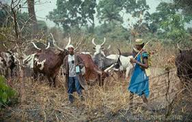 Image result for fulani herdsmen attacks