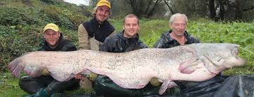 Image result for wels catfish