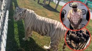 Decomisan 130 animales exóticos en cateos a 5 inmuebles en Tamaulipas: había tigres de bengala, jaguares y monos araña