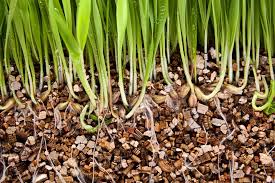 Image result for vermiculite for plants