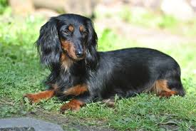 Výsledek obrázku pro dlouhosrstý jezevčík