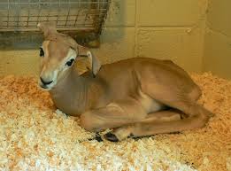 Résultat de recherche d'images pour "dama gazelles"