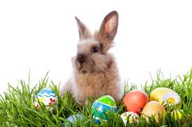 Résultat de recherche d'images pour "easter bunny"
