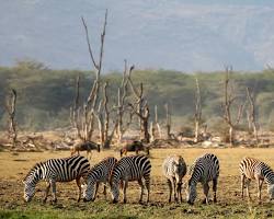 Image of Lake Manyara National Park, Tanzania