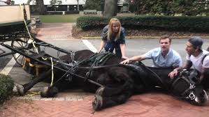 Several People, Horse Injured in Savannah, Ga. Carriage ...