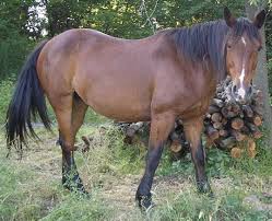 Picture of Criollo