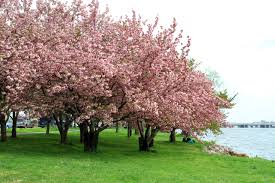 Image result for cherry blossom