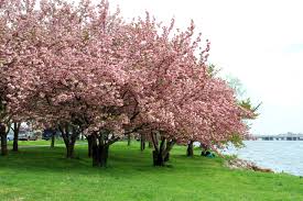 Image result for cherry blossom