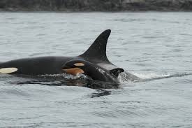 Image result for newborn killer whale