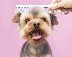 puppy being groomedの画像