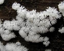 ツチホコリの画像