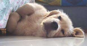 Image result for hair loss in dogs