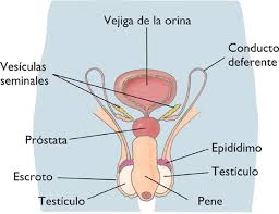 http://cplosangeles.juntaextremadura.net/web/edilim/tercer_ciclo/cmedio/las_funciones_vitales/la_funcion_de_reproduccion/el_aparato_reproductor_del_hombre/el_aparato_reproductor_del_hombre.html