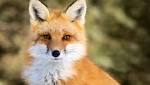  Fox bites man, cat, dog; steals shoe in Fairfax County