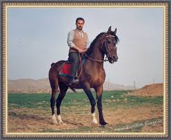 Image result for IRAN HORSES