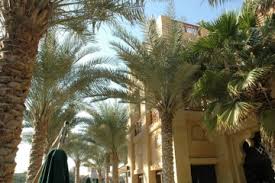 Image result for dubai tourism places