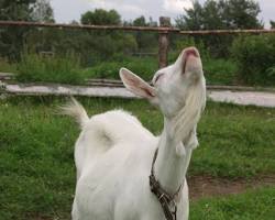 Image of Goat howling