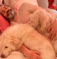 Letícia Sabatella mostra o marido acordando com os cães recuperados após briga na Justiça; vídeo