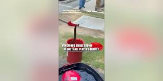 Venomous SNAKE found HIDING in football player's helmet