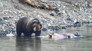 Day After Bear Attack, Rangers Yelled At By Tourists Too Close To Grizzlies