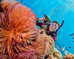 Diving in the Great Barrier Reef的圖片