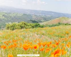 Image of Mount Diablo State Park during super bloom