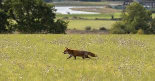 chasse