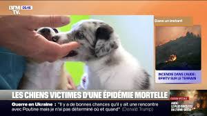 BFMTV - News update