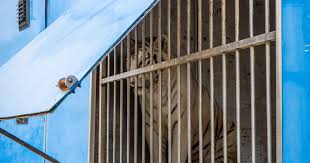 Un nuevo animal llega al santuario de grandes felinos de la Comunidad Valenciana