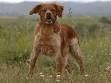 Cherche mle pour saillie LaposEpagneul Breton - Forum sur les chiens