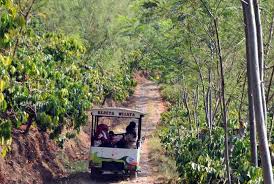 Image result for kampoeng kopi banaran