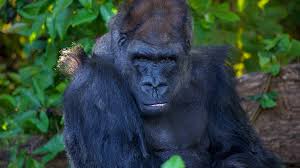 Image result for MONKEYS