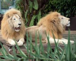 Gambar Singa putih di Batu Secret Zoo