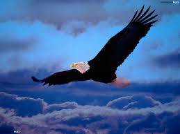 Image result for soaring