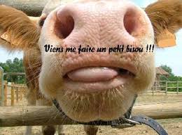 Résultat de recherche d'images pour "vache humour"