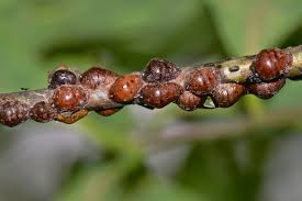 Résultat de recherche d'images pour "scale insects"