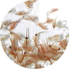 Image result for Artemia Franciscana