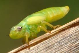 Image result for spittle bug