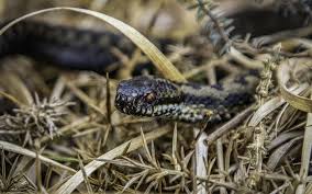 Vipères en France: Où et Quand le Danger Guette Vraiment! 🐍 - Imagen principal del artículo