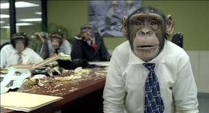 Image result for chimpanzee pictures
