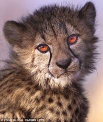 R&eacute;sultats de recherche d'images pour &laquo;&nbsp;animaux sauvages afrique&nbsp;&raquo;