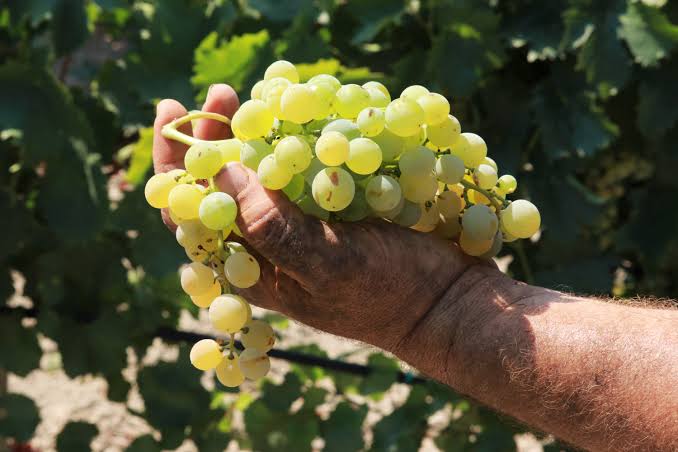 Grillo, origins of a Sicilian wine grape variety