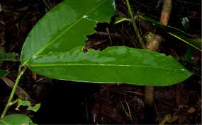 Image result for Garcinia smeathmannii