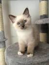 Chat siamois qui boit -