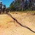 Wowsers! Whopping huge snake found onCoast