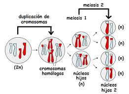 Resultado de imagen de meiosis en español