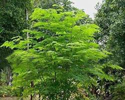 Image of Moringa tree