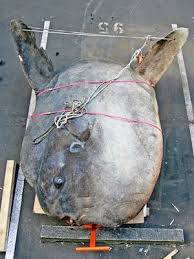 Image result for moonfish