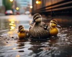 Image of duck floating in a flooded street